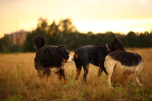 Hundebegegnung, Hundepsychologie